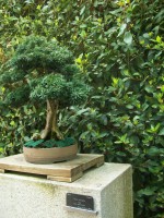 /album/danimayosinfojardin2/bonsai-tejo-taxux-baccata-jpg-jpg/